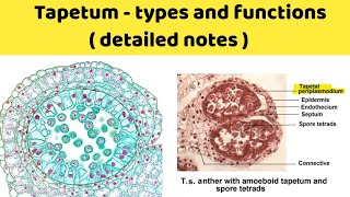 tapetum types and function  amoeboid tapetum and secretory tapetum  ubisch bodies [upl. by Wickner555]