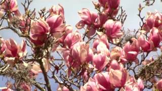 Japanese magnolias can be planted now [upl. by Amlev]