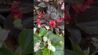 Save wax begonia for next season gardeningaesthetics balconygarden beautifulhomegarden begonia [upl. by Vanhook765]