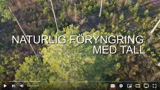 Naturlig föryngring med tall [upl. by Elsie232]