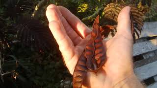 Albizia julibrissin Summer chocolate seedpods  oplodje [upl. by Anerahs]