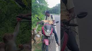 indian feedinghungrymonkeys savemonkey viralvideo 🙏🙏🌹🌹🌹❤❤❤ [upl. by Bust]