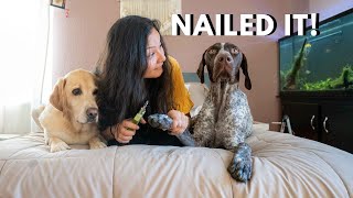 Difference between a GSP and a Labrador  Nail Cutting [upl. by Aitnahs490]