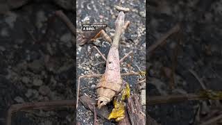 Giant Praying Mantis vs Bird insects reels prayingmantis birdattack [upl. by Licna]