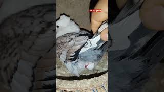 satinette Pigeon status 🥰❤️ shortvideo youtubeshorts viral rrpigeon viralvideo subscribe [upl. by Ekez]