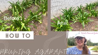 How to prune agapanthus video  rachelshomeandgarden3348 [upl. by Eiramasil]