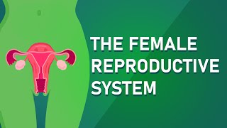 Understanding The Female Reproductive System [upl. by Hsatan423]