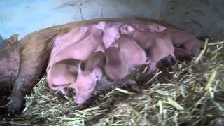 Tamworth Piglets at The Lost Gardens of Heligan [upl. by Lekcar91]