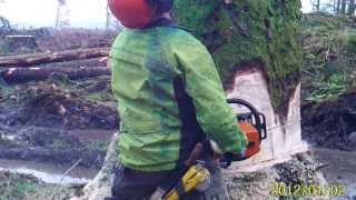 Felling Sitka Spruce with Stihl MS460 [upl. by Yettie]