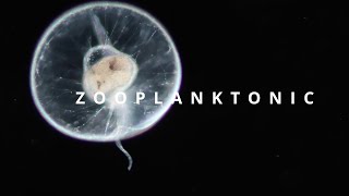 ZOOPLANKTONIC  plankton diversity [upl. by Dido897]