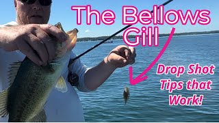 The Bellows Gill Drop Shot Tips that Work [upl. by Fania]