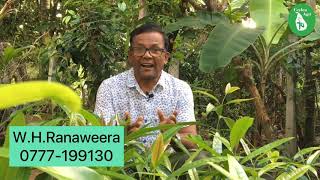 How to grow Allspice in a pot ඔක්කොම තුන පහ වර්ග එකම ගහක   Ceylon Agri  Episode 54 [upl. by Assirram]