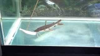 Arapaima Feeding2 Update [upl. by Evita704]