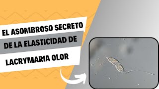 El asombroso secreto de la elasticidad de Lacrymaria olor [upl. by Alesandrini]