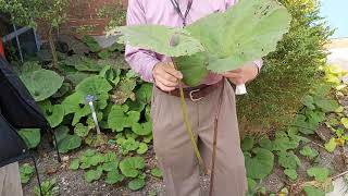 Asteraceae  Petasites japoniCUS var gigantEUS [upl. by Ennovyhs]