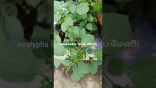 Acalypha Indica herbal plant Refer description for its benefits [upl. by Ahsaz205]