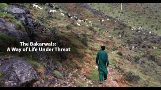 The Bakarwals A way of life under threat [upl. by Ahseiyk]