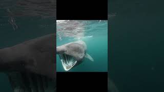 Basking shark [upl. by Ahsyekal]