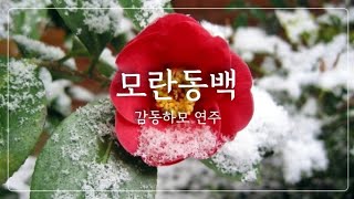 모란동백조영남  다이아토닉 하모니카  감동하모10 [upl. by Lyrret]