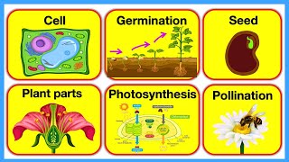 PLANTS 🪴 Plant Parts Plant Cell Pollination Photosynthesis amp Germination  Chapter 3 [upl. by Einolem]