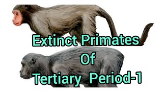 Extinct Primates of Tertiary Period 1 Oligocene fossilsAnthropologyInsightsforUPSCNET [upl. by Barfuss806]