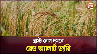 সতর্ক না হলে মহামারী রুপ নিতে পারে ছত্রাকজনিত রোগটি  Rice Blast Deases  BRRI  Channel 24 [upl. by Eiro760]