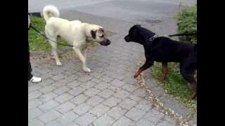 Rottweiler vs Kangal Dangerous Meeting [upl. by Drusie]