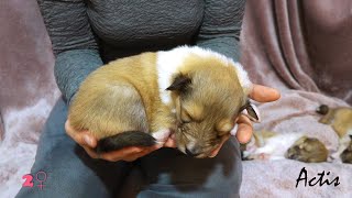 COLLIE rough puppy female 02 Gold  Spank litter [upl. by Enitram]