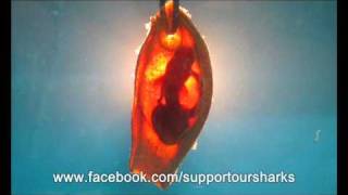 Bamboo Shark Embryo [upl. by Nhtanhoj]