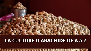 COMMENT CULTIVER LARACHIDE EN AFRIQUE [upl. by Kho743]