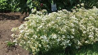 FESTIVAL STAR™ Gypsophila  wwwgardencrossingscom [upl. by Addison]