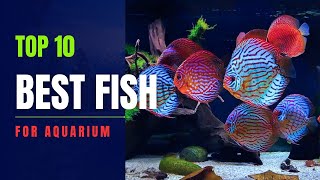 Top 10 Best Fish for Aquarium  Fresh Water [upl. by Edorej]