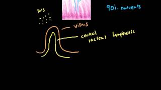 Villi and Microvilli [upl. by Renell]