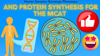 4 MCAT Test Tutor South Shore University Hospital Pre Medical mRNA amp tRNA Genotype vs Phenotype [upl. by Ovid]