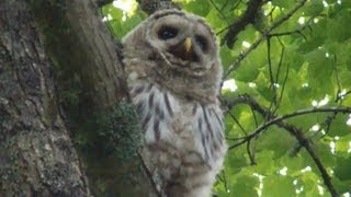 Juvenile Barred Owl Call Video [upl. by Edouard]