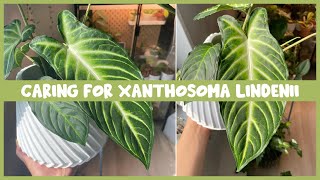 Caring for XANTHOSOMA LINDENII  Costa Farms Plant [upl. by Ahsekam]