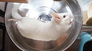 Chinchilla on a wheelFunny and cute chinchilla videosCool chinchilla tricks [upl. by Leila663]