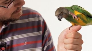 How to Teach Your Parrot to Talk  Parrot Training [upl. by Leah]