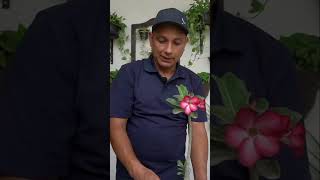 Aprende a podar tus plantas para promover un crecimiento uniforme plantas jardineriaencasa flores [upl. by Labina]