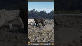 Bengal Tiger Spotlight  Fur Types and More  theHunter Call of the Wild shorts tiger [upl. by Yellat265]