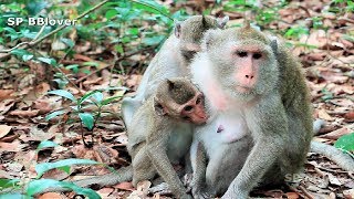 How Can Mom Weaning Adult Monkey If He Cry Like Baby 4 Month Old [upl. by Darnoc609]