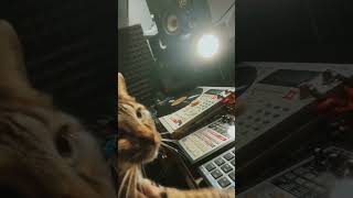 GATITO HACIENDO BEATS viral michi cats beatmaker fyp [upl. by Granthem]