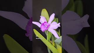 Cattleya lobata orchid inbloomnow Hillbillyorchids Cattleyalobata [upl. by Hyatt36]