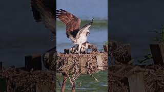 267🦅 The Osprey Family  The Youngest Chick Practicing Taking Fish From Parent nature wildlife [upl. by Ellehsad]