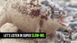 The Cutest War Cry Ever The African Rain Frog featuring super slomo [upl. by Sidras]