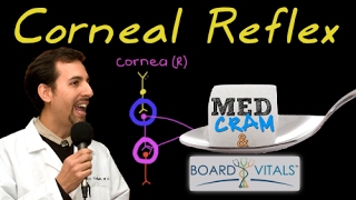 Corneal Reflex Explained Clearly  Exam Practice Question [upl. by Llerdnek266]