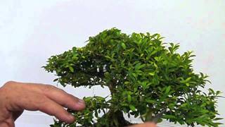 Pruning a Boxwood [upl. by Tolland]