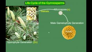 Gymnosperm Pine Life Cycle [upl. by Nikolaus]