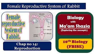 Female Reproductive system of Rabbit  Ch 14  REPRODUCTION  SSC part II  GCSE BIOLOGY [upl. by Palecek]