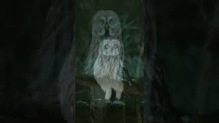 Great grey owl  wildlife ytshorts [upl. by Marigold]